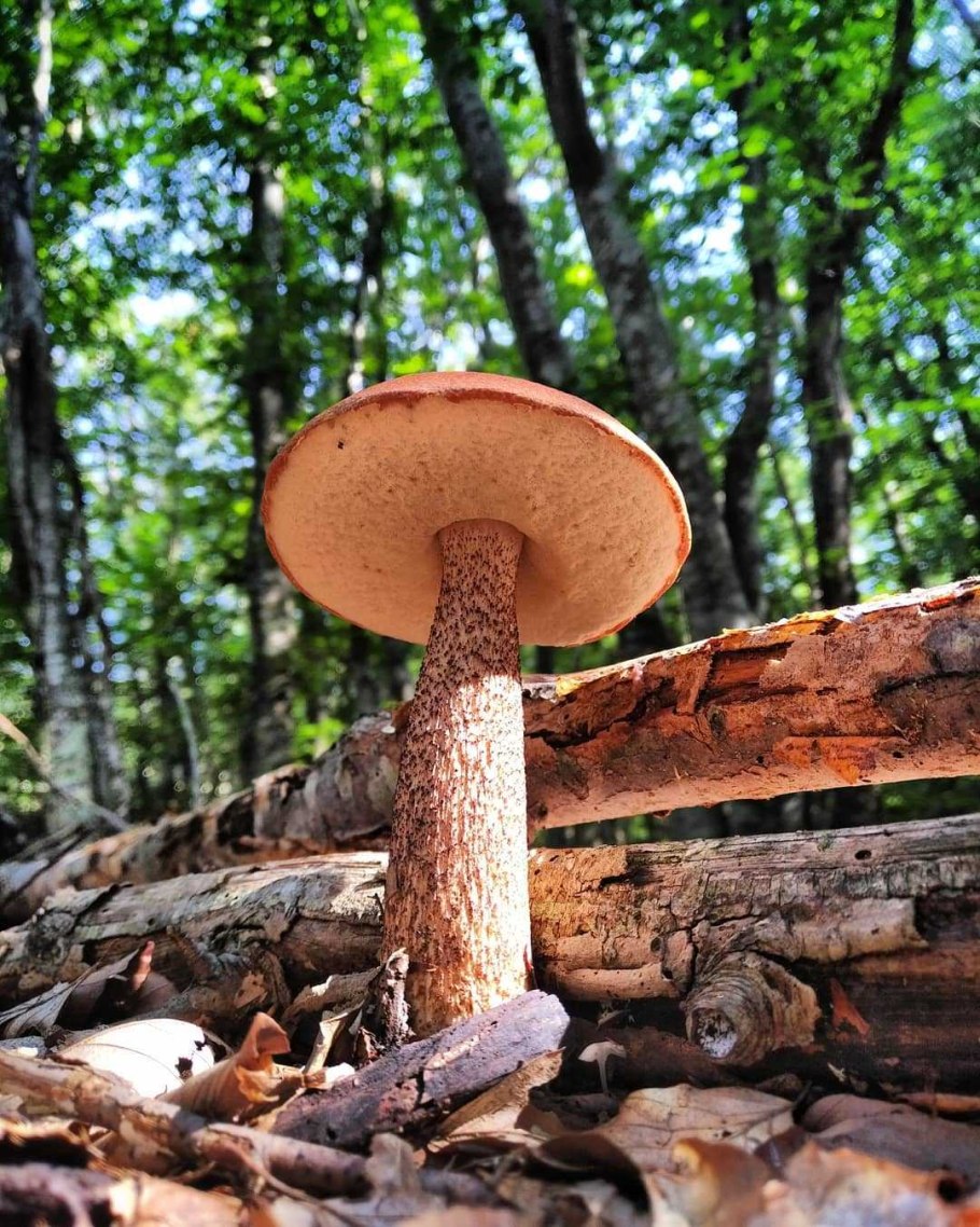 Гриб Amanita rubescens