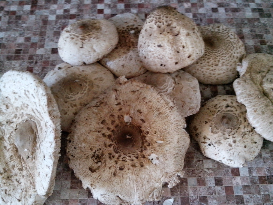 Гриб коралловый шитаки