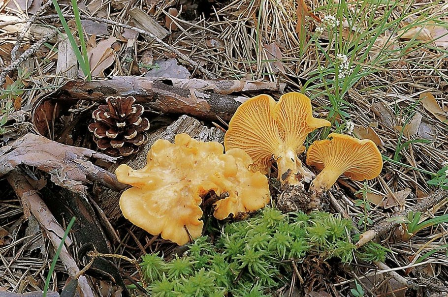 (Лат. Amanita vittadinii)