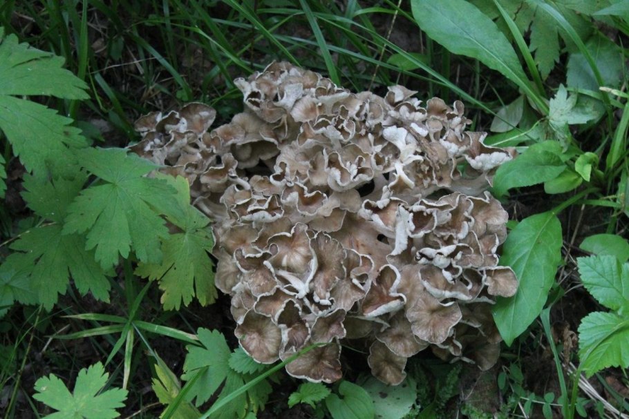 Самарские лисички грибы