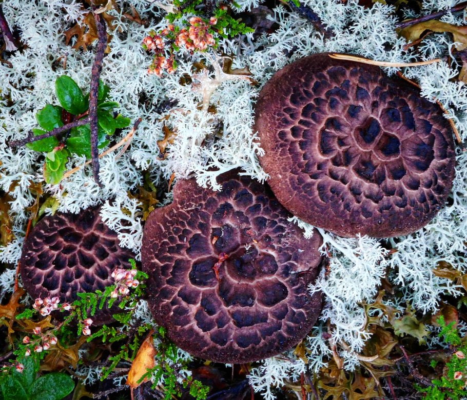 Агарикус съедобный гриб