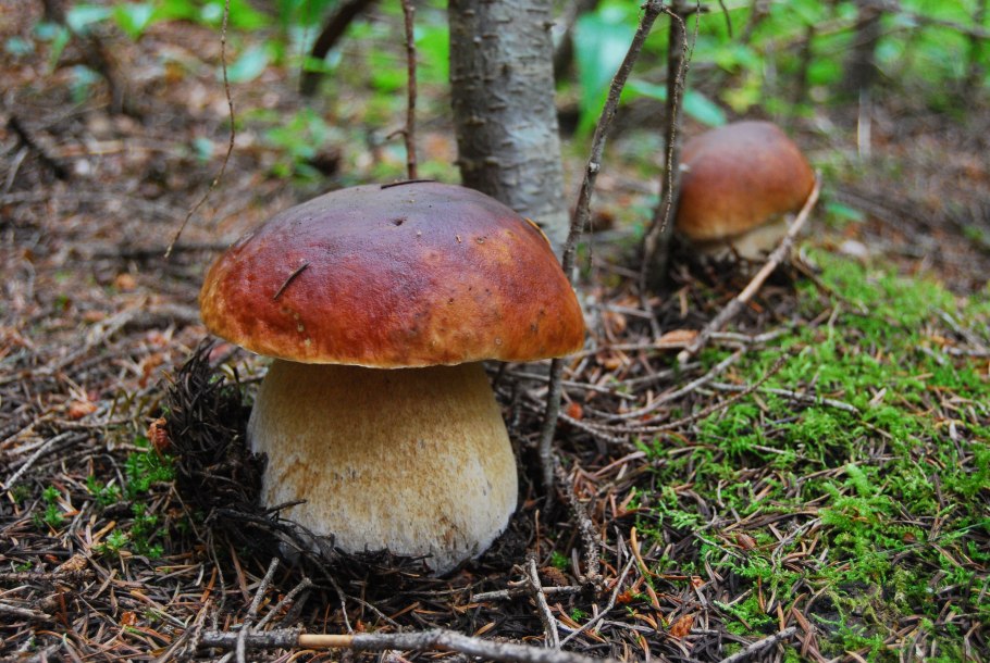 Clitocybe favrei