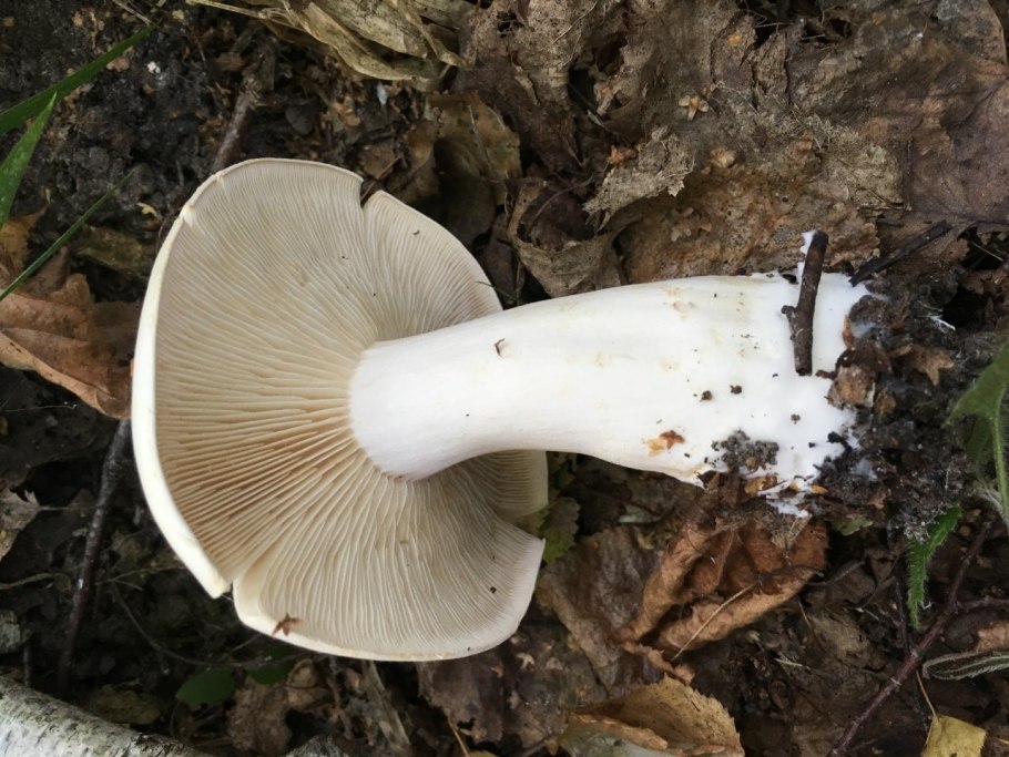 Рядовка сросшаяся Lyophyllum connatum