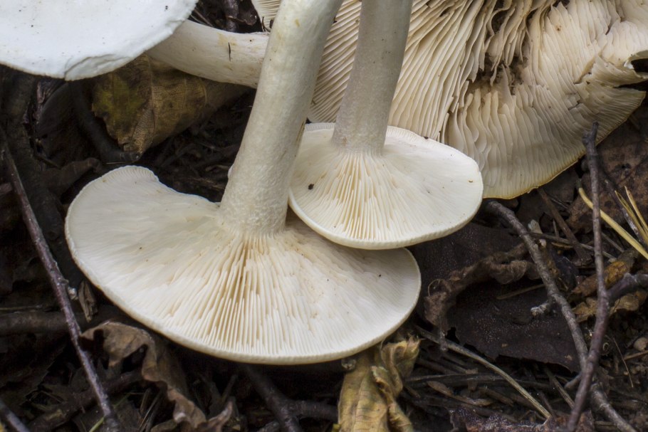 Ivory Funnel Mushroom