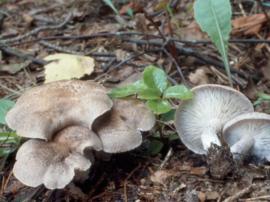 Рядовка Голубиная (лат. Tricholoma columbetta)