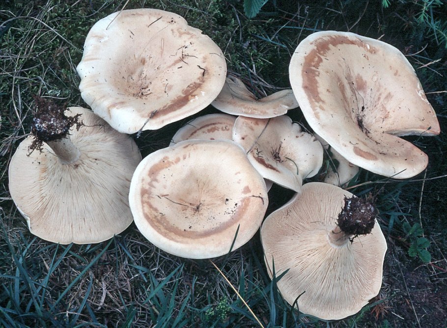 Рядовка перевязанная Tricholoma focale