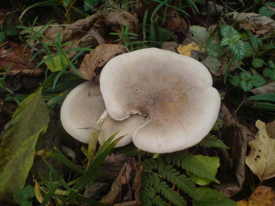 Майский гриб рядовка Майская