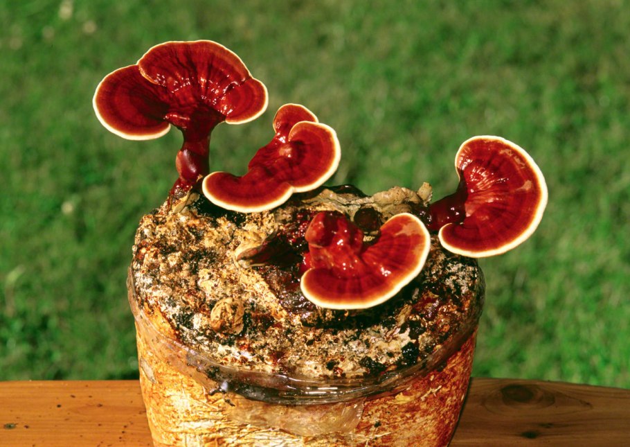 Трутовик лакированный Ganoderma lucidum