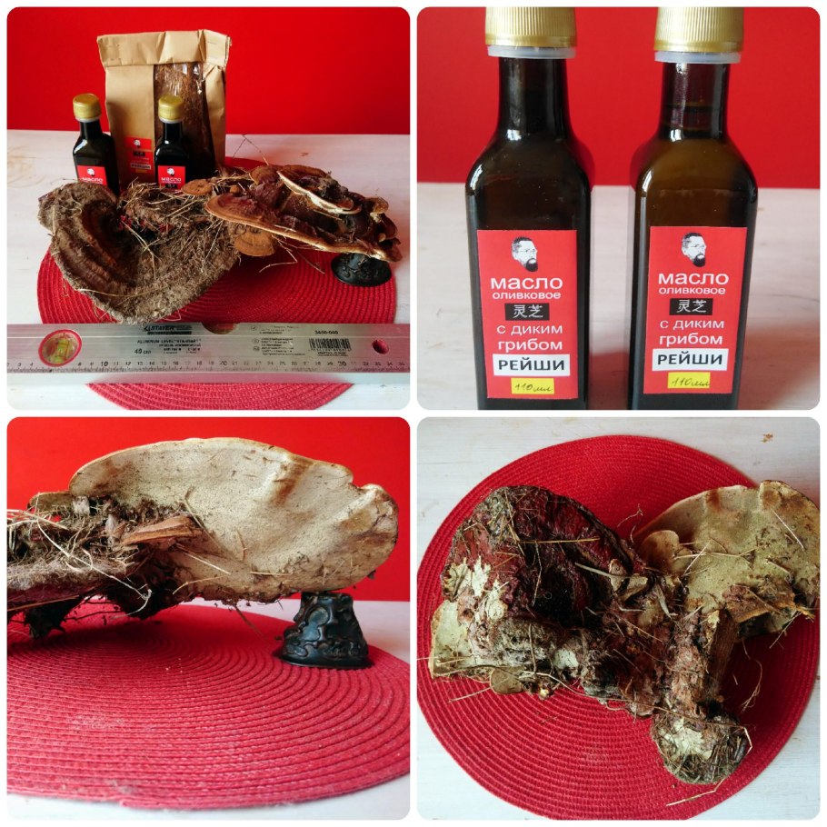 Рейши гриб бессмертия и долголетия