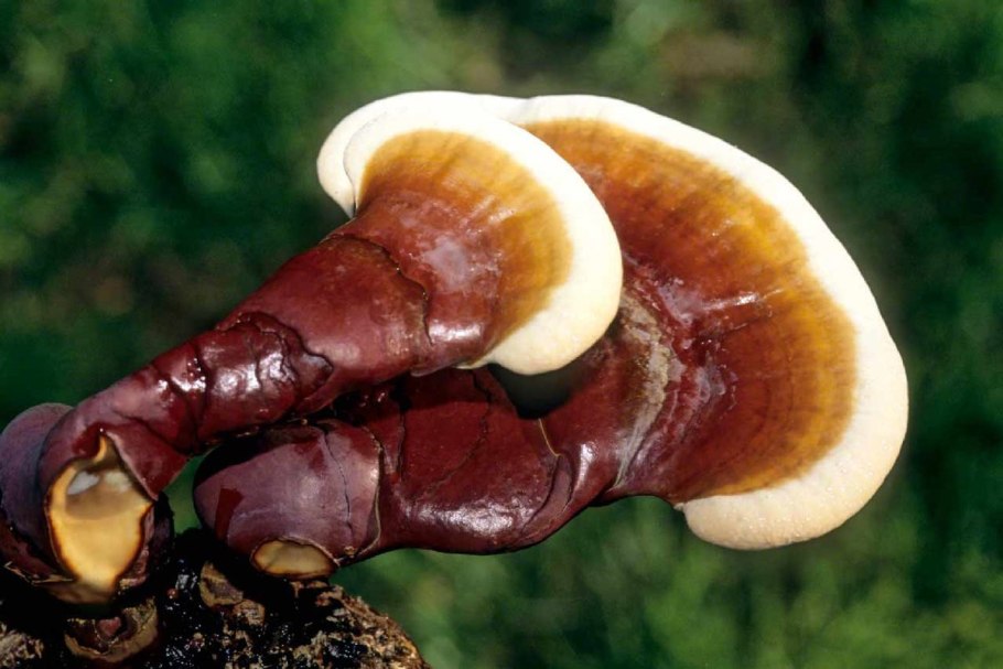 Гриб рейши Ganoderma lucidum