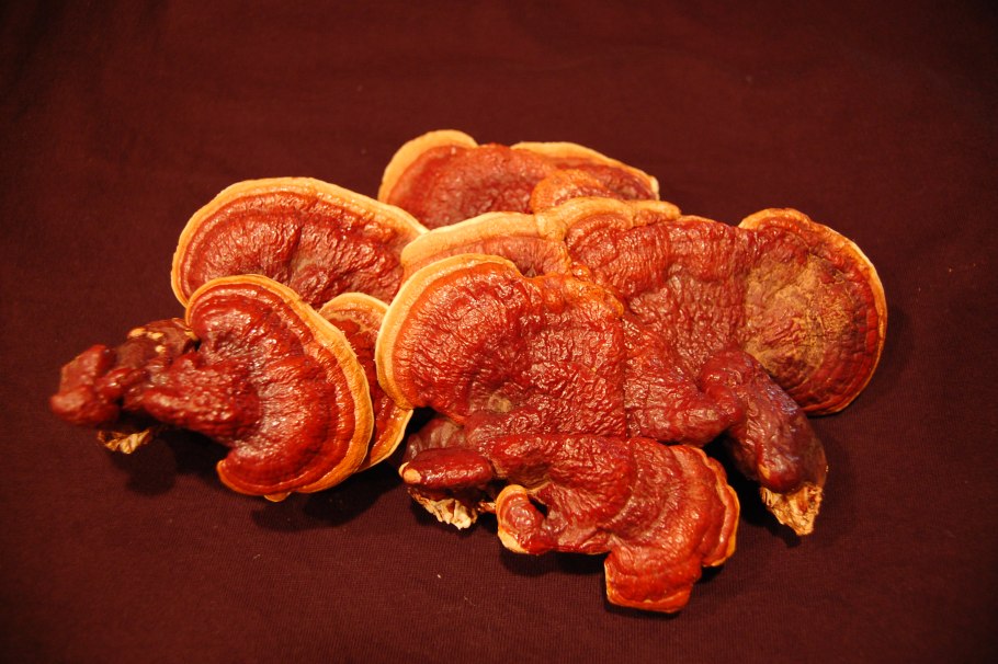 Гриб Ganoderma lucidum