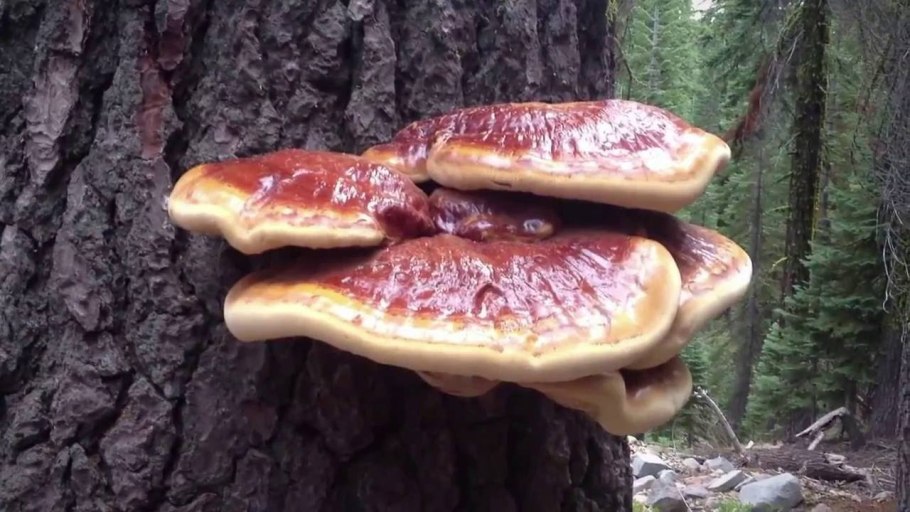 Гриб долголетия рейши