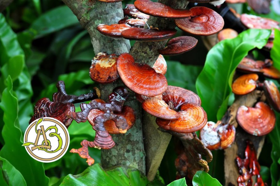 Трутовик лакированный ganoderma lucidum