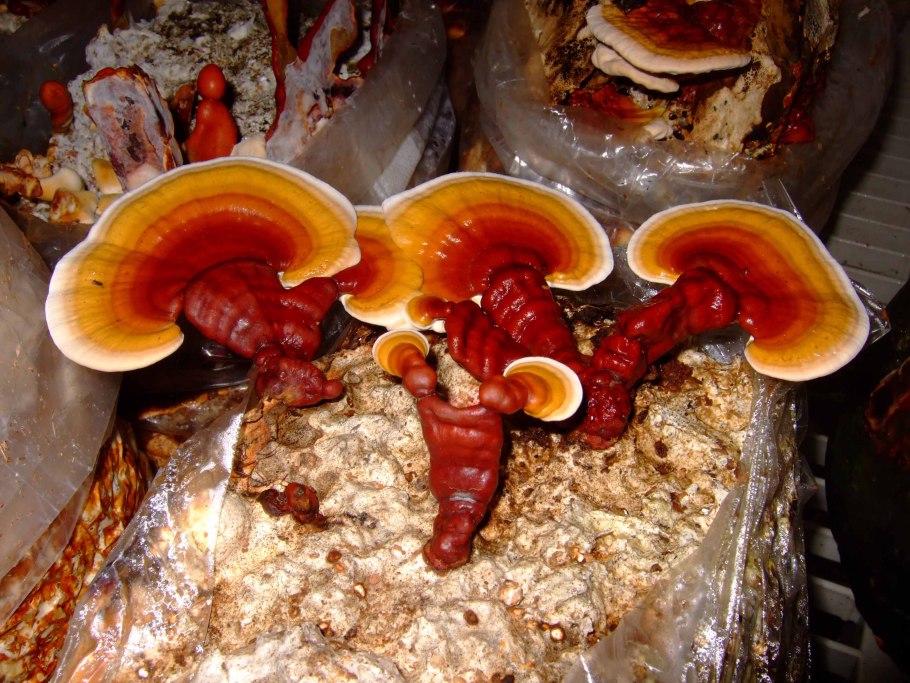 Гриб Ganoderma lucidum