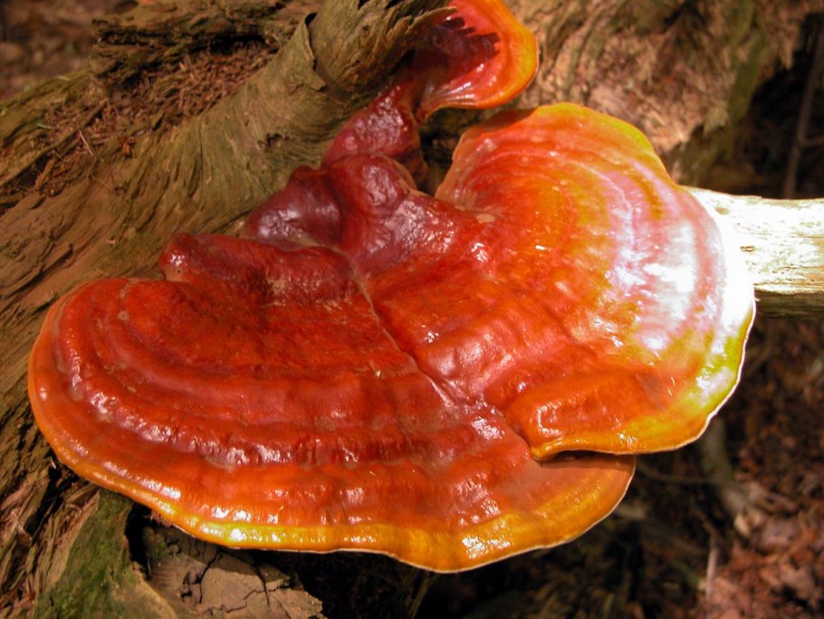 Гриб Ganoderma lucidum