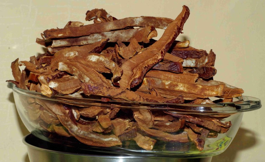 Древесный гриб рейши