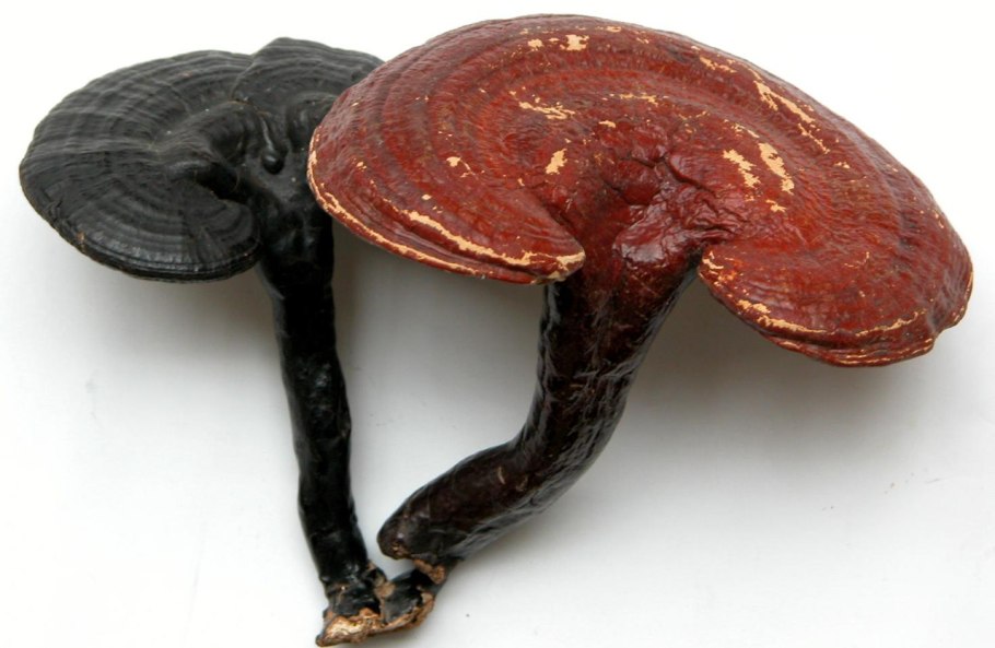 Гриб Линчжи рейши