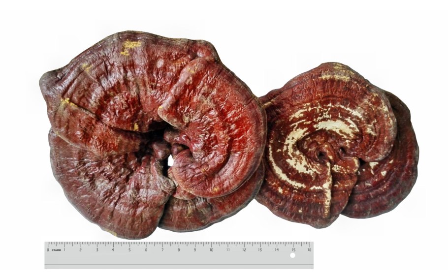 Гриб долголетия рейши