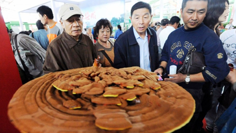 Самый большой гриб в Китае