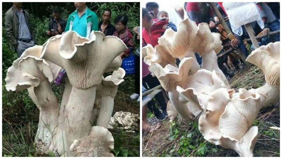 Белые ножки гриба китайские