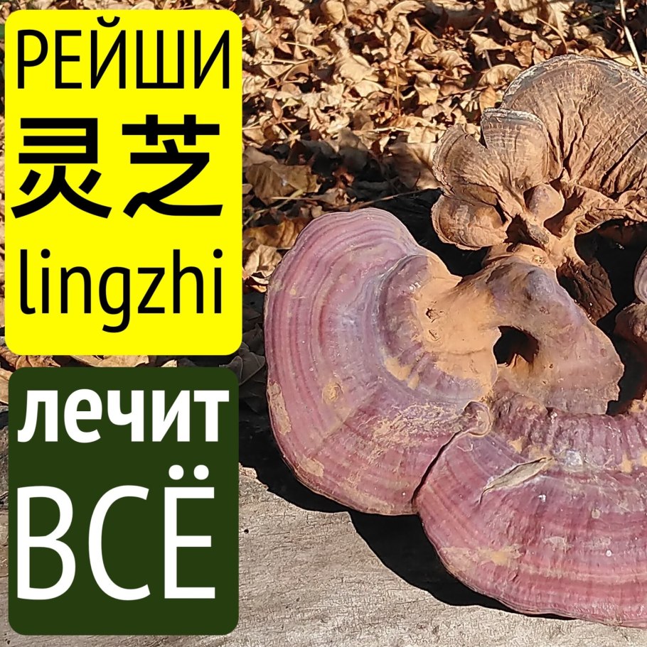 Гриб бессмертия рейши