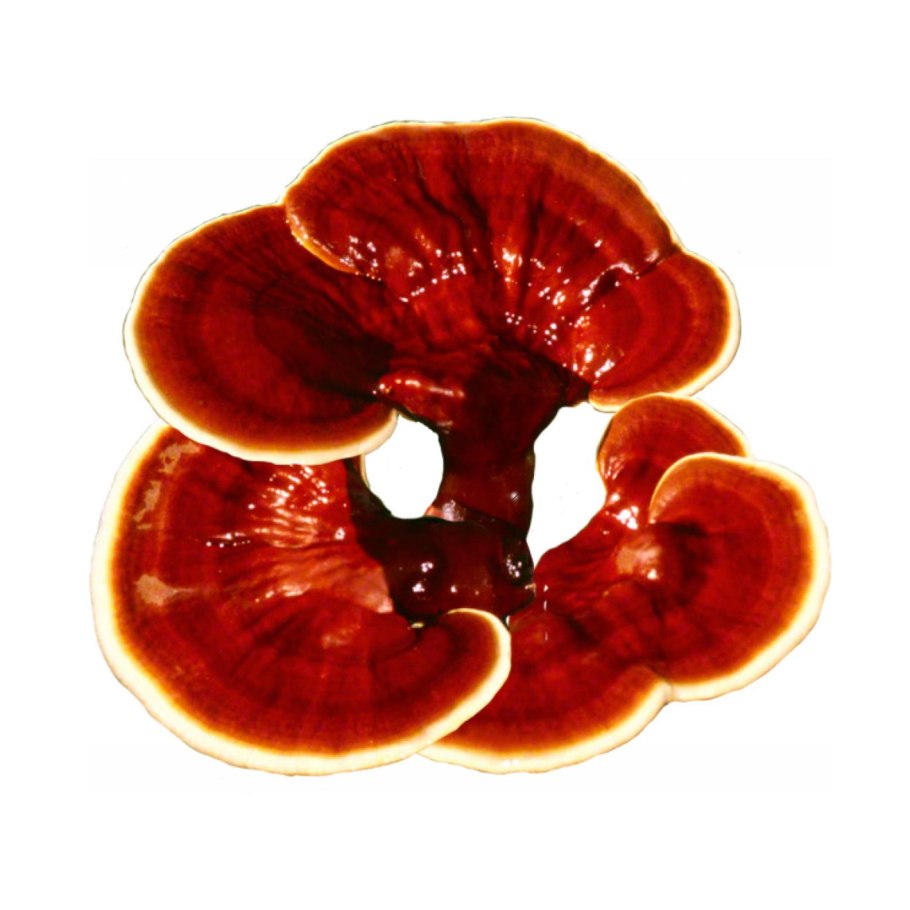 Кордицепс НСП