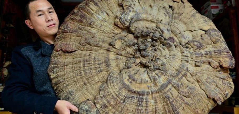 Ганодерма Лусидум