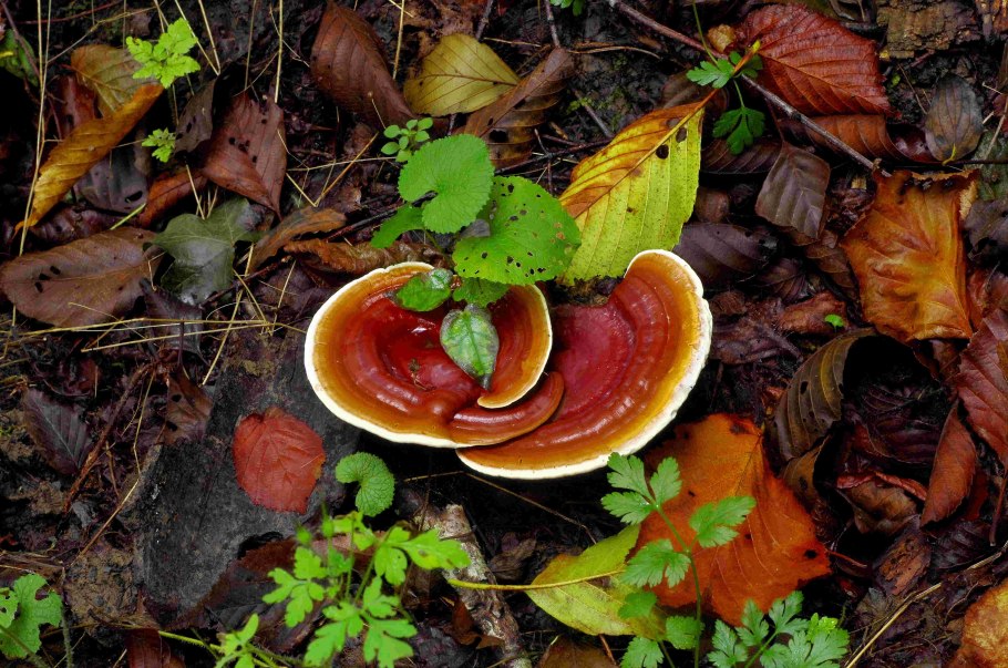 Древесный гриб рейши
