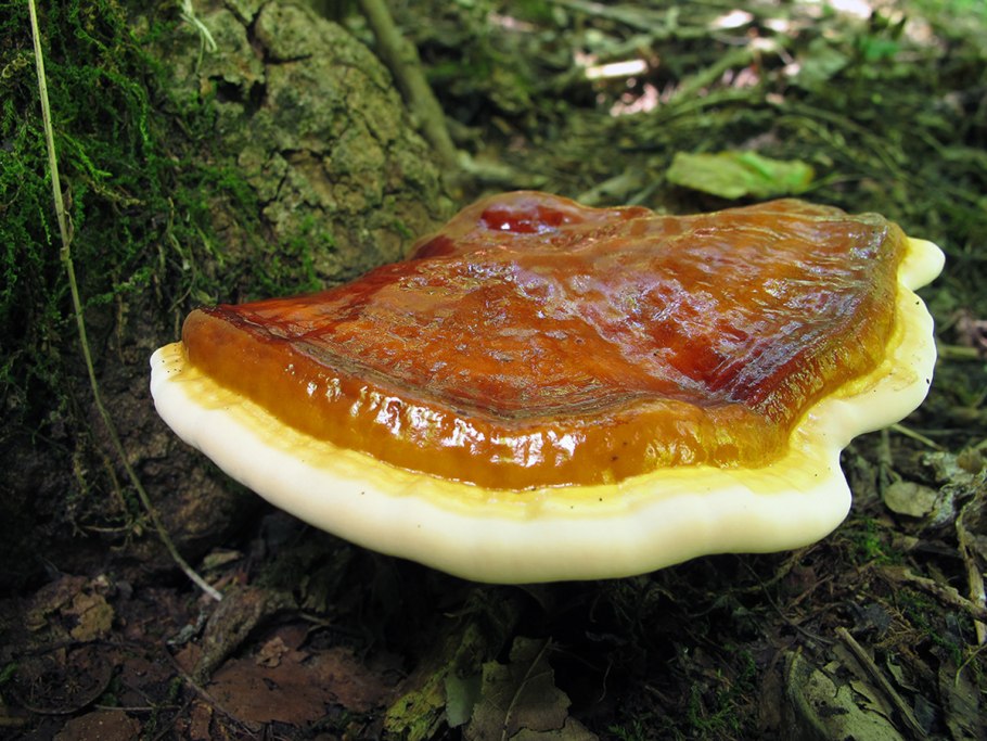 Гриб Ganoderma lucidum