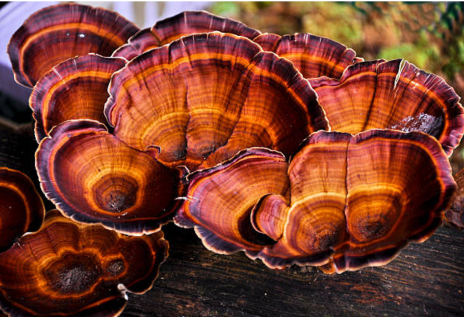 Ганодерма гриб рейши