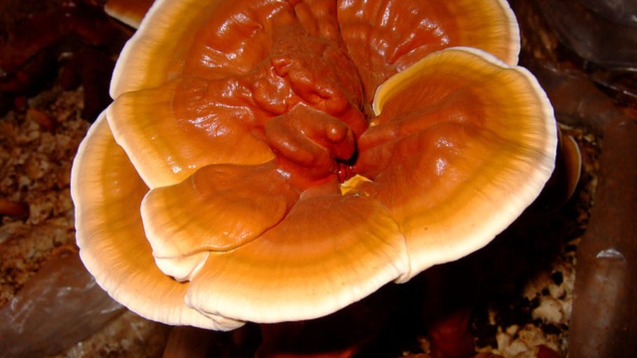 Грибы с медом