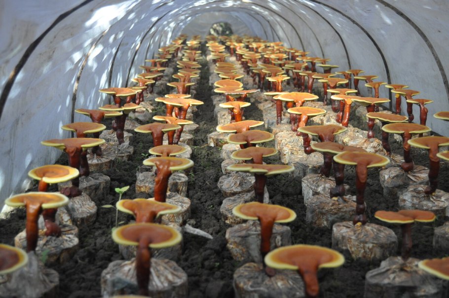 Что такое грибной рейши