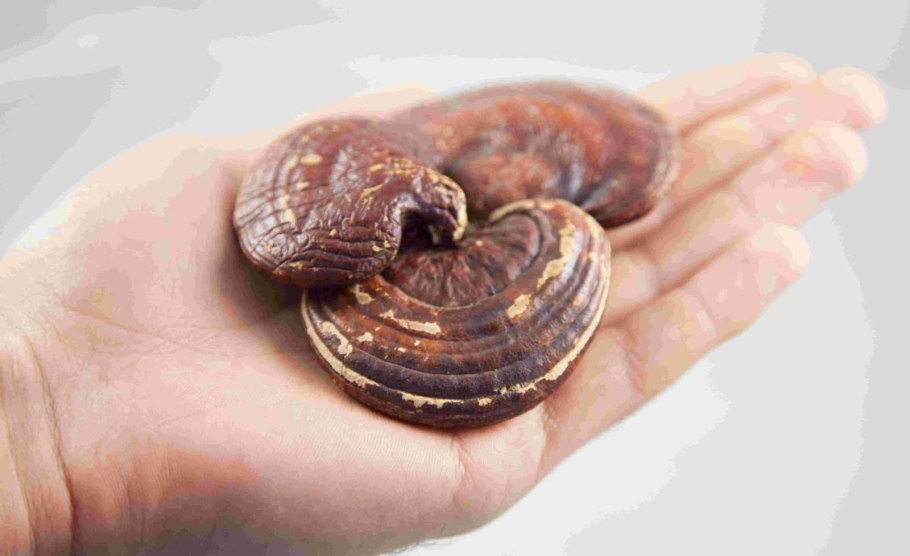 Рейши (Ganoderma lucidum)