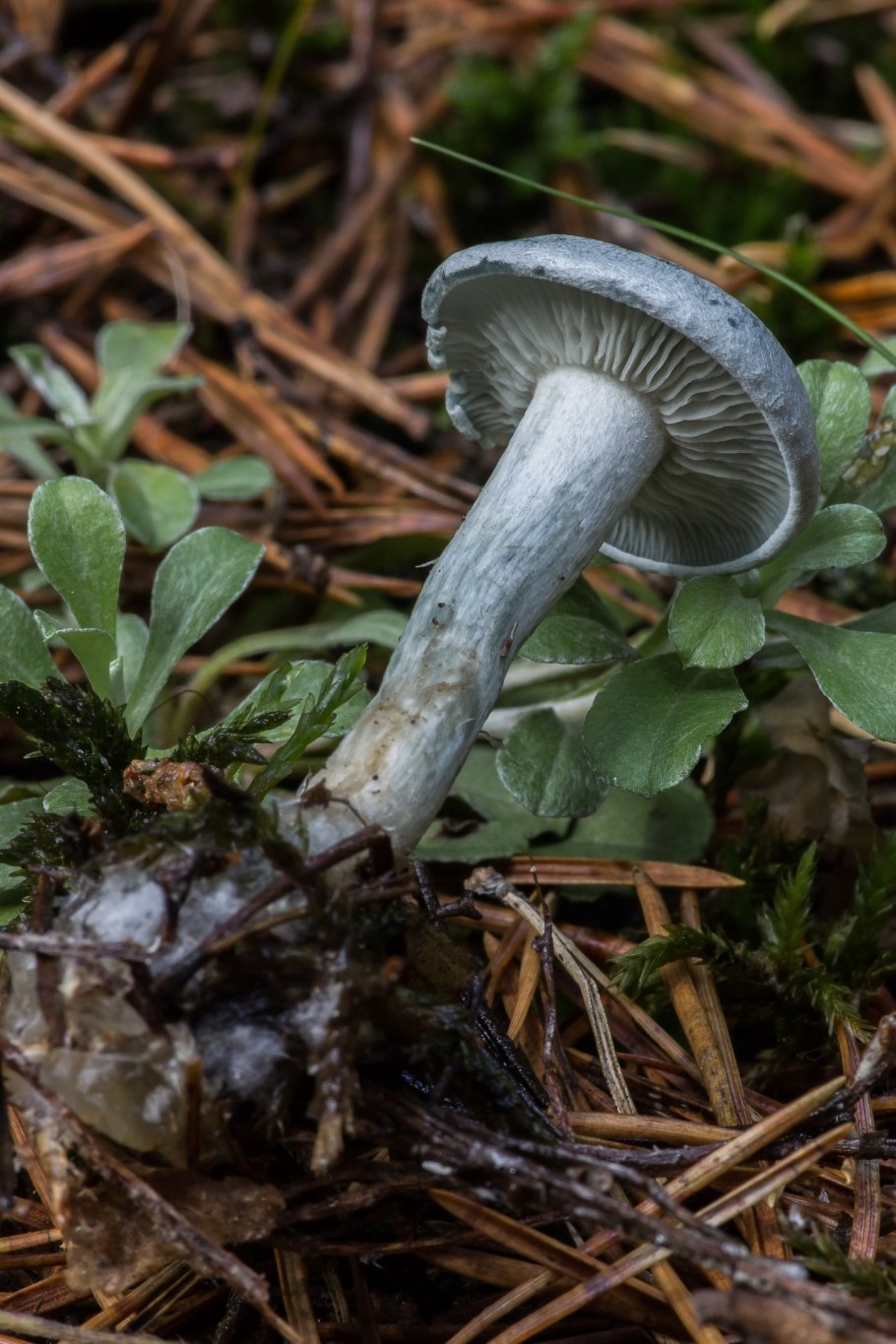 Говорушка душистая (Clitocybe odora)