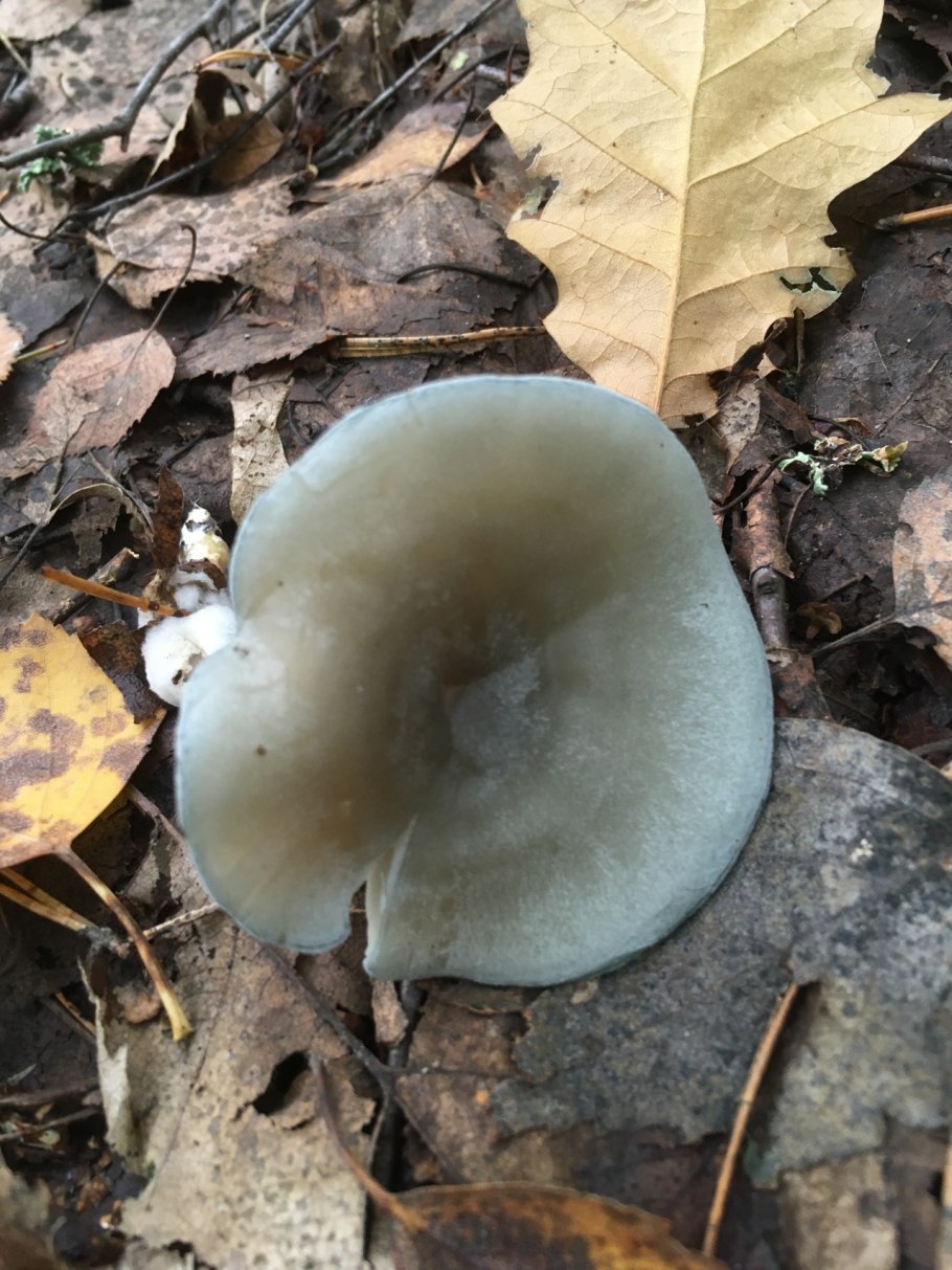 Почему гриб называется говорушка