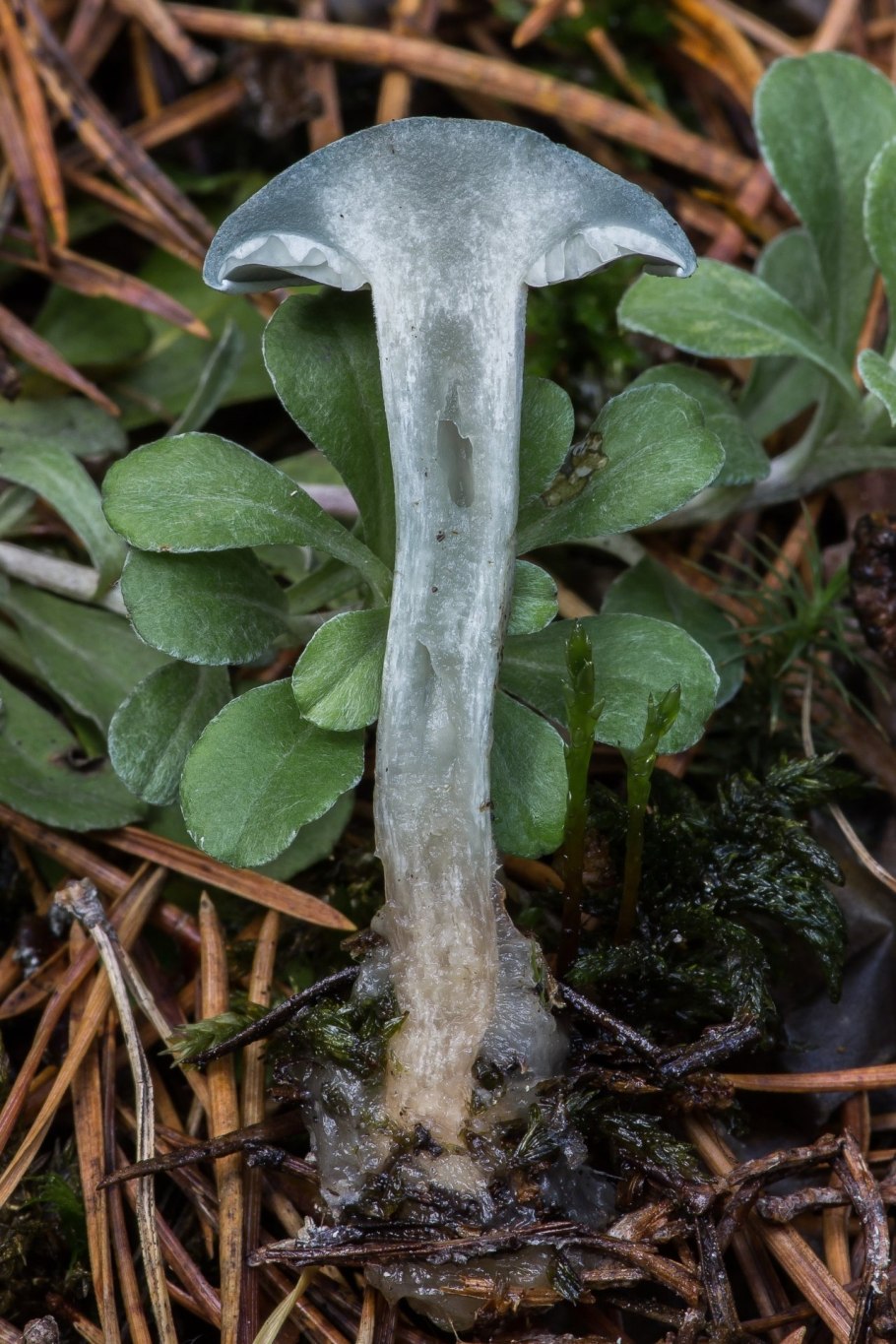 Говорушка анисовая пахучая