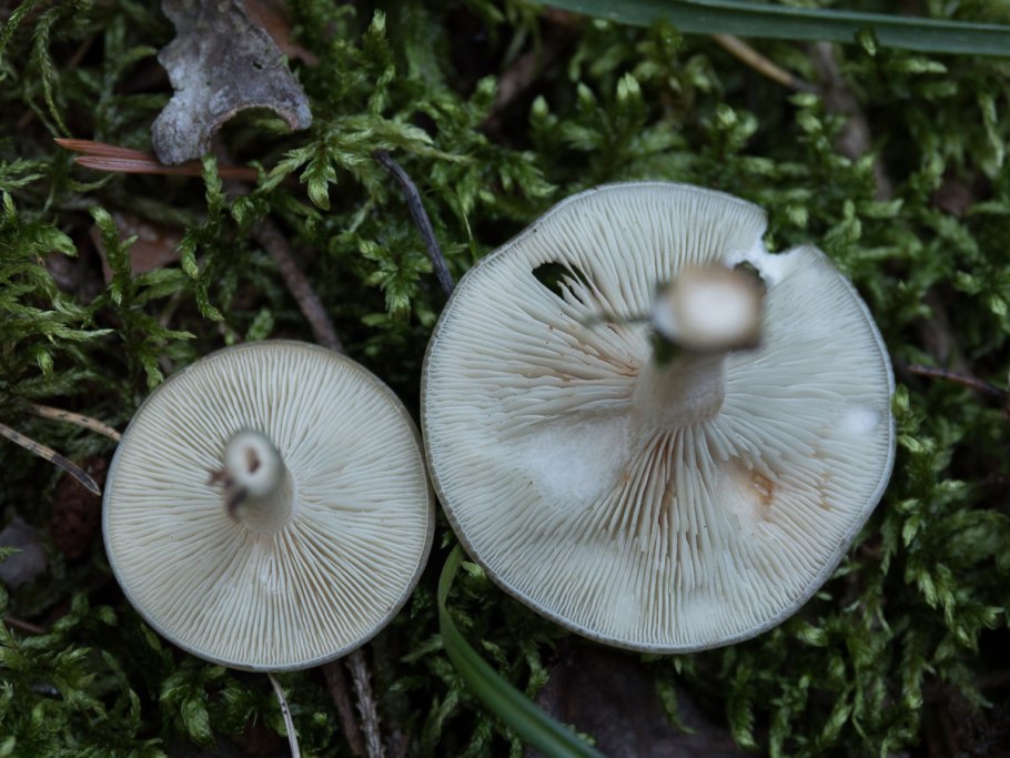 Говорушка душистая (Clitocybe odora)