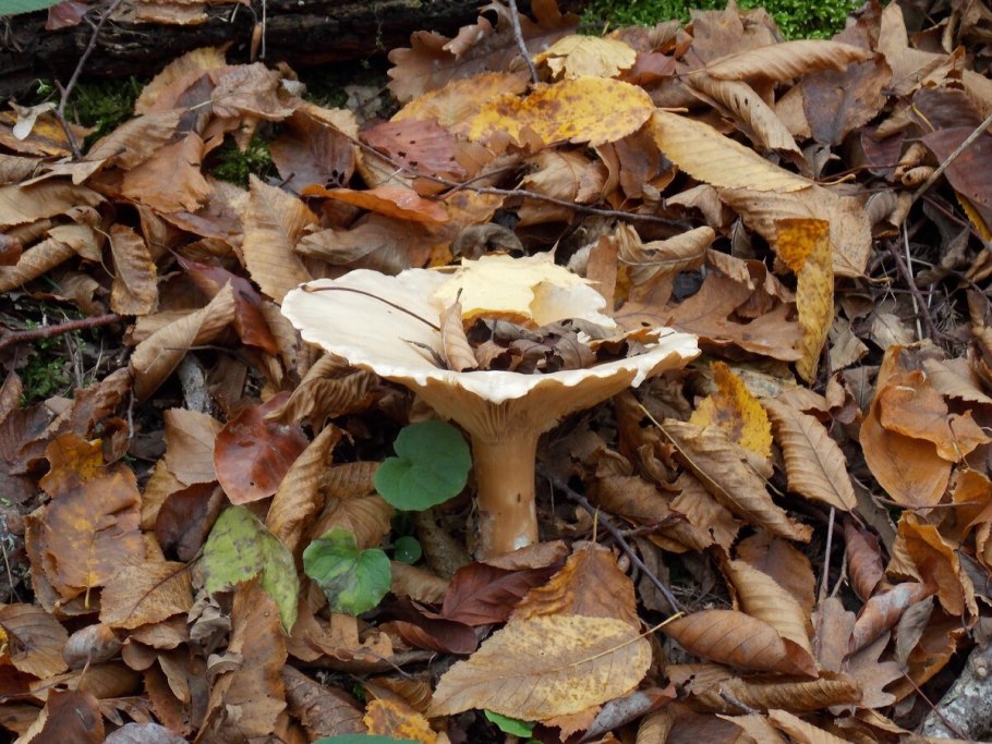 Говорушка подогнутая infundibulicybe geotropa