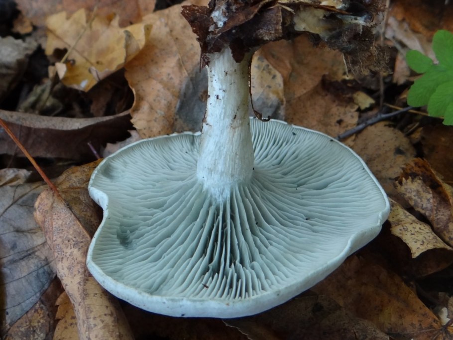 Говорушка благоуханная (Clitocybe fragrans)
