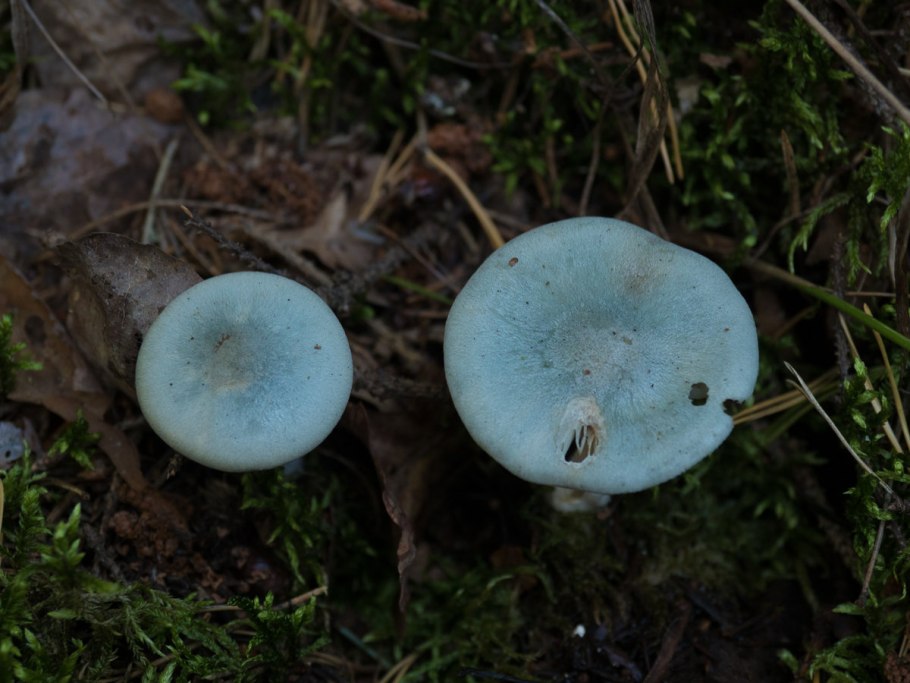 Гриб говорушка душистая