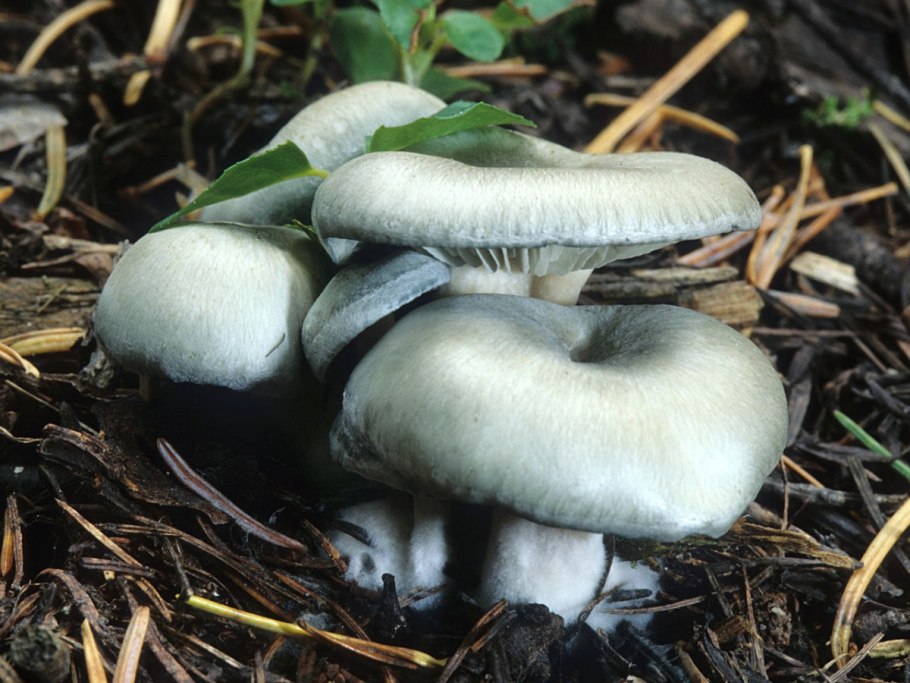 Говорушка душистая (Clitocybe odora)