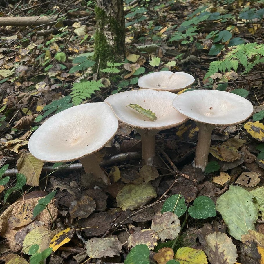 Гриб говорушка зимняя