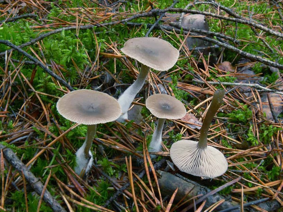 Говорушка бокаловидная Pseudoclitocybe cyathiformis