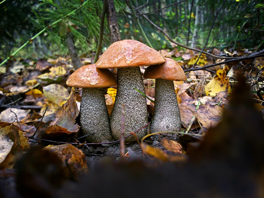 Красноголовики обабки