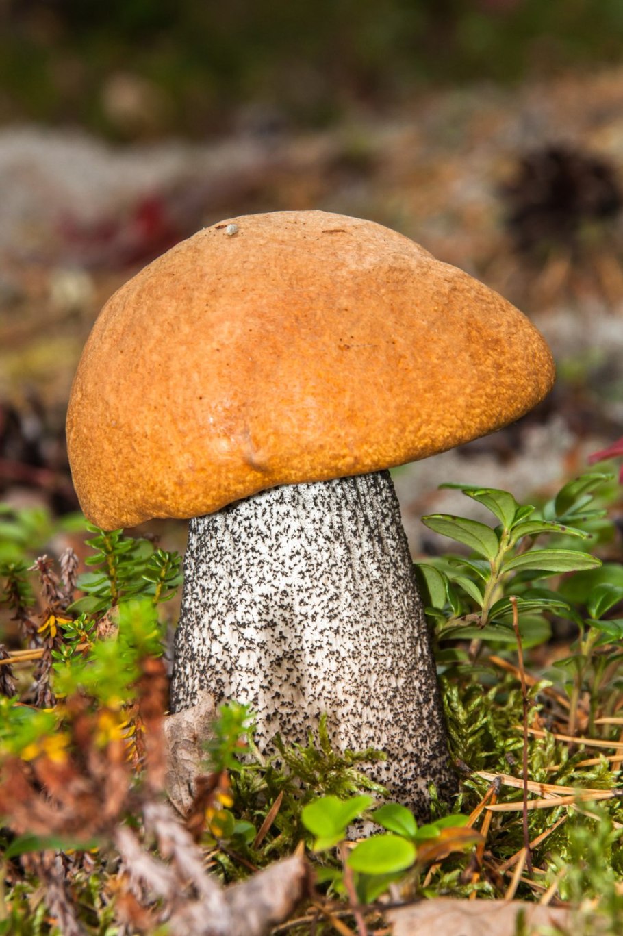 Подосиновик красный (Leccinum aurantiacum)