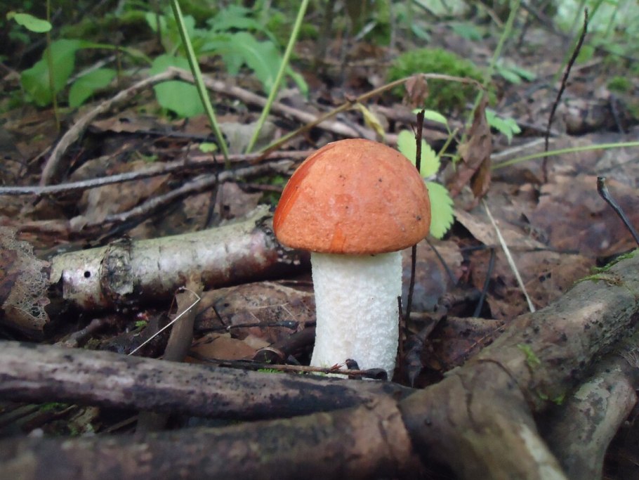 Красноголовик еловый