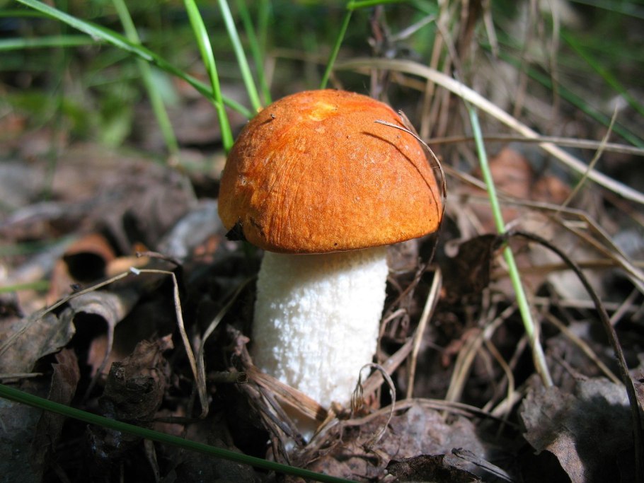 Красноголовый подосиновик