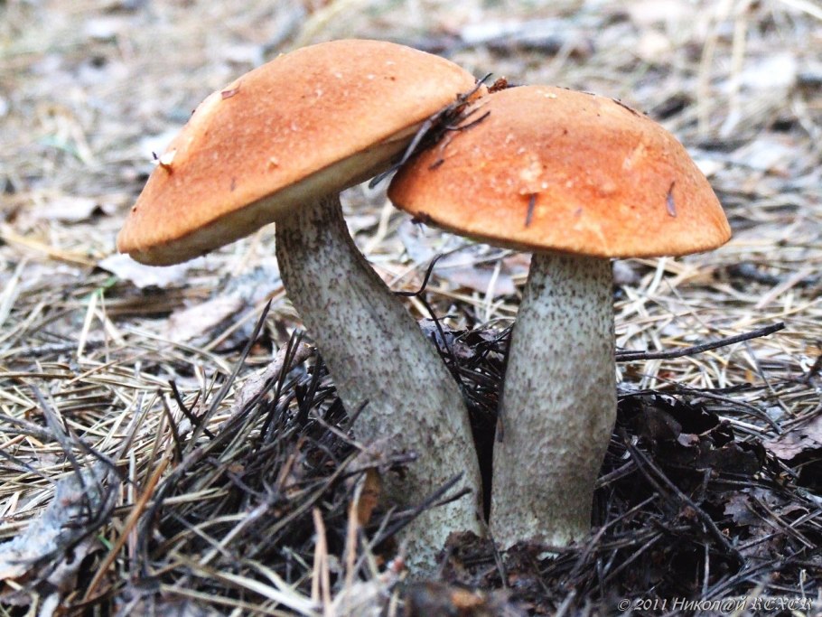 Ложный красноголовик