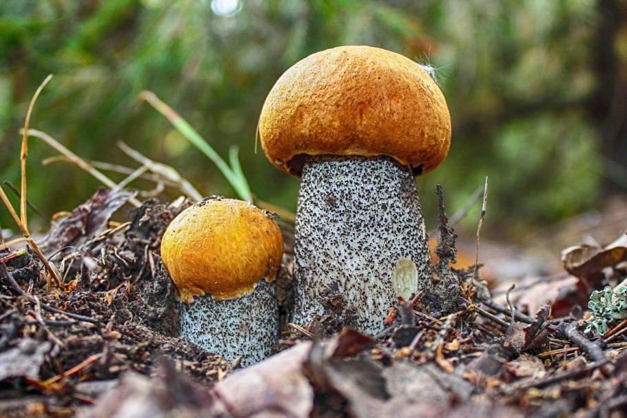 Подосиновик жёлто-бурый Leccinum versipelle