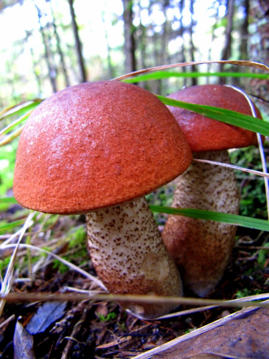 Подосиновик красный (Leccinum aurantiacum)